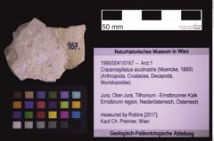 Foto (Objekt + Etiketten) von Cracensigillatus acutirostris (Moericke, 1889) (NHMW-GEO-1990-0041-0167)